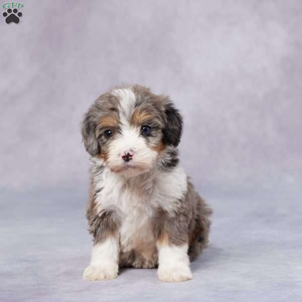 Beth, Mini Bernedoodle Puppy